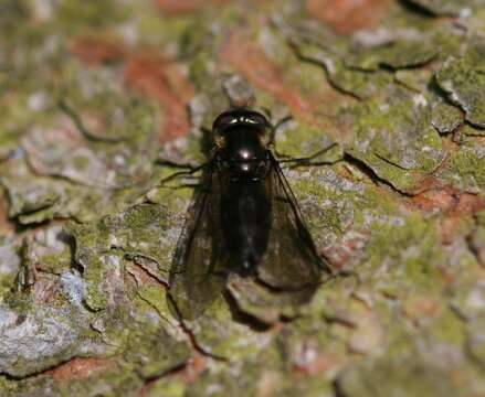 Image of Melangyna quadrimaculata (Verrall 1873)