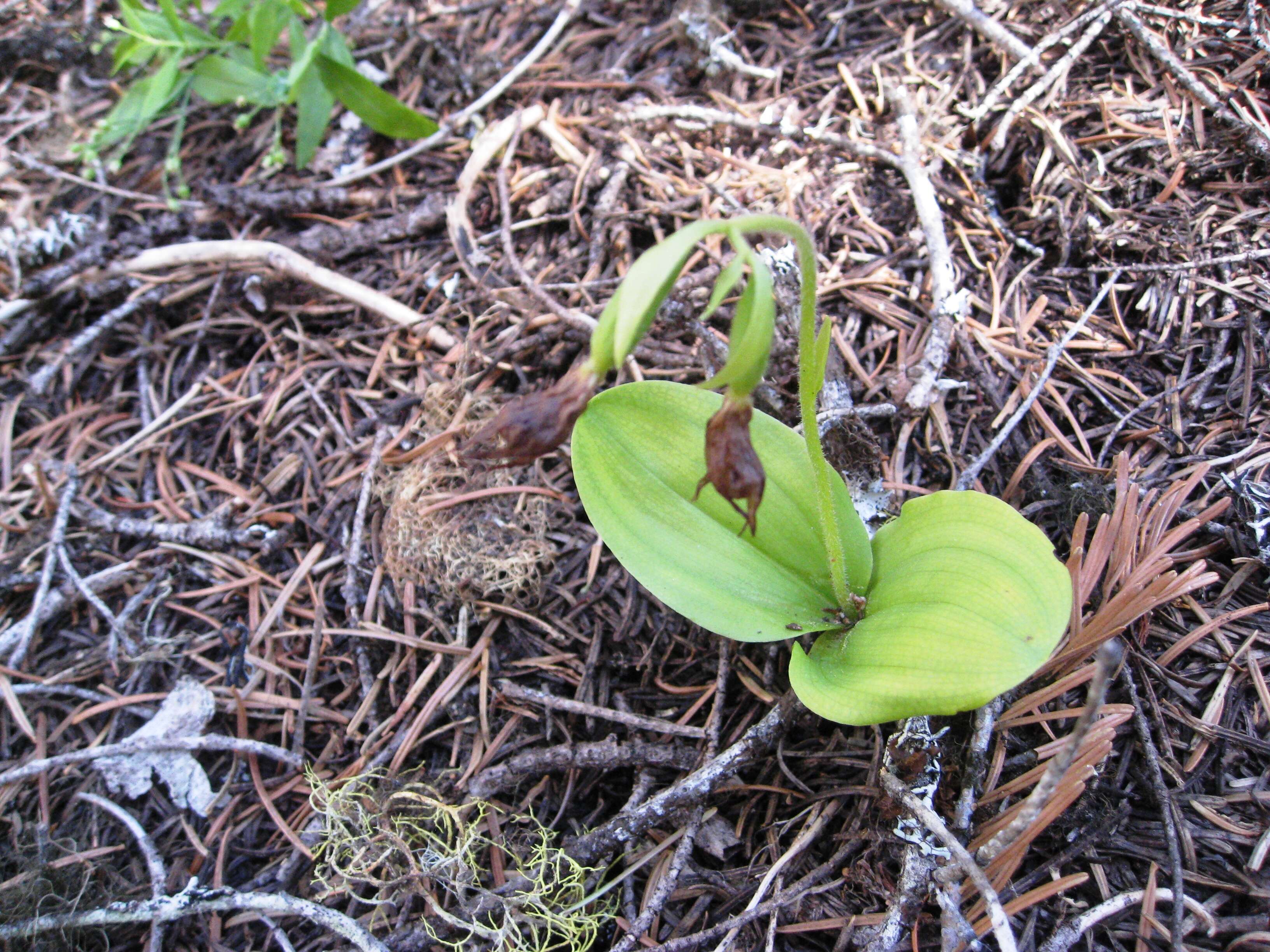 Image of Clustered lady's slipper