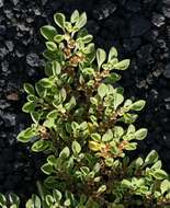 Image of Purslane-leaved aizoon