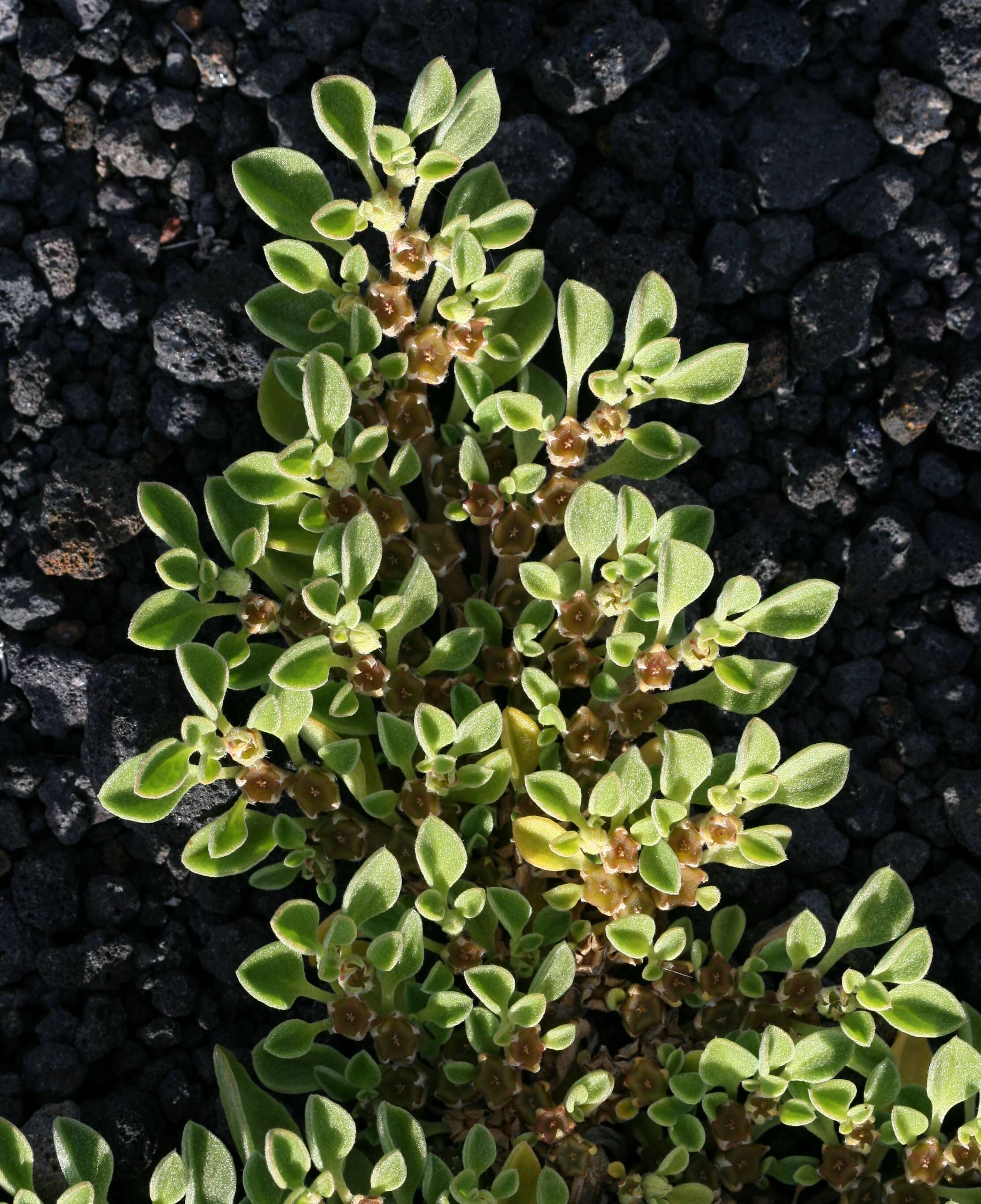 Image of Purslane-leaved aizoon