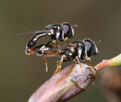 Paragus tibialis (Fallen 1817) resmi