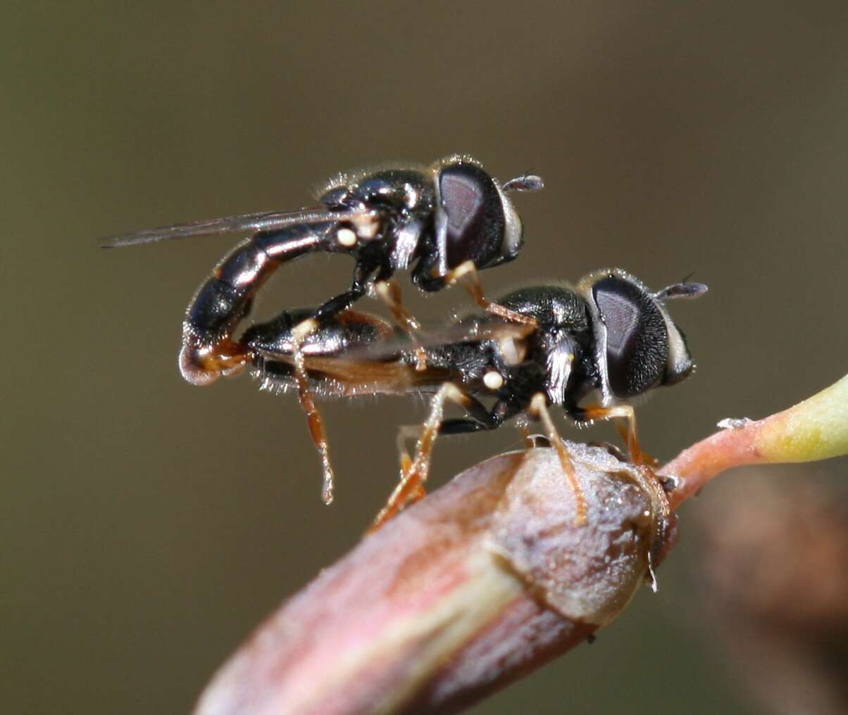 Paragus tibialis (Fallen 1817) resmi