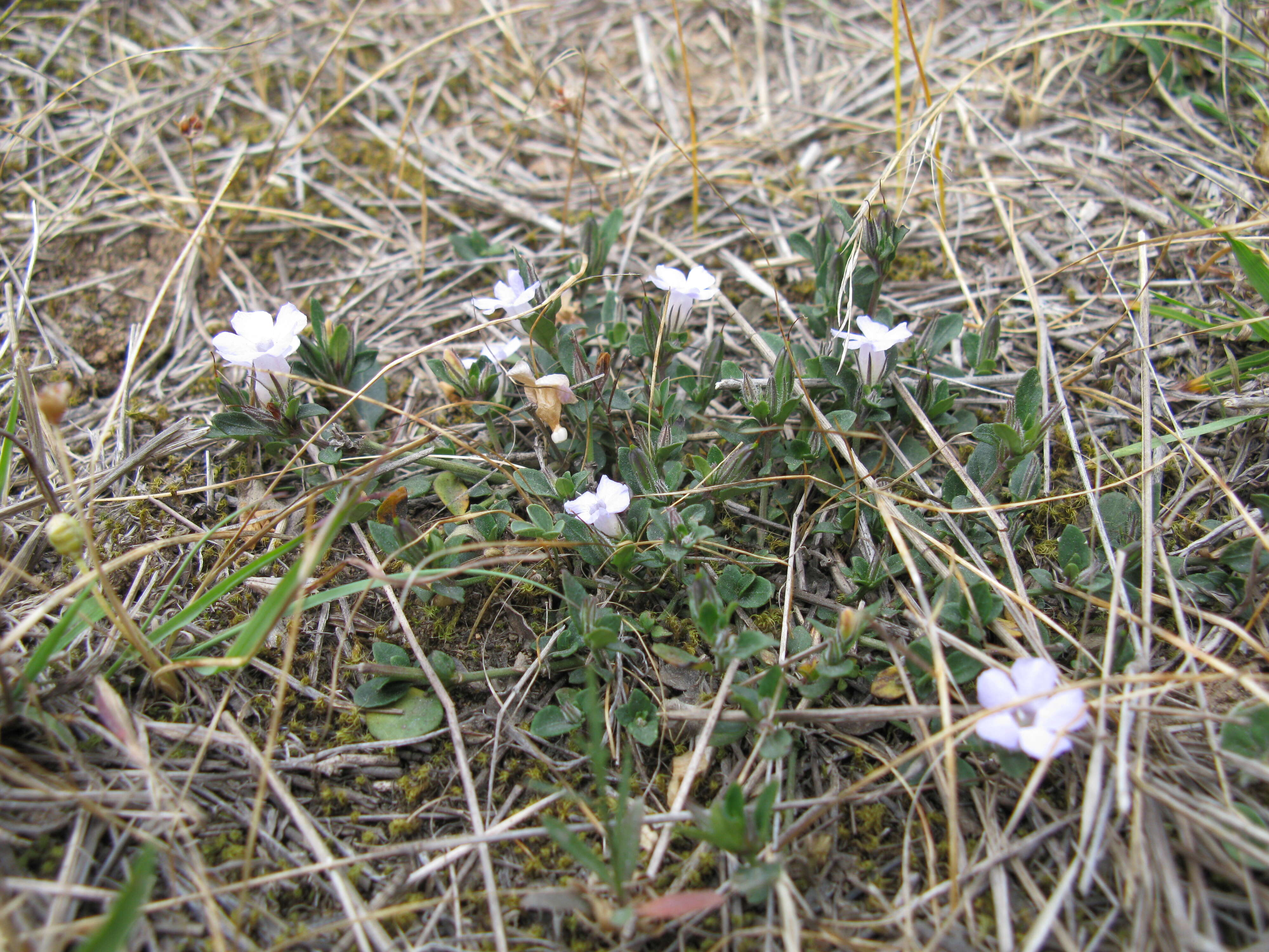 Sivun Brunoniella australis (Cav.) Bremek. kuva