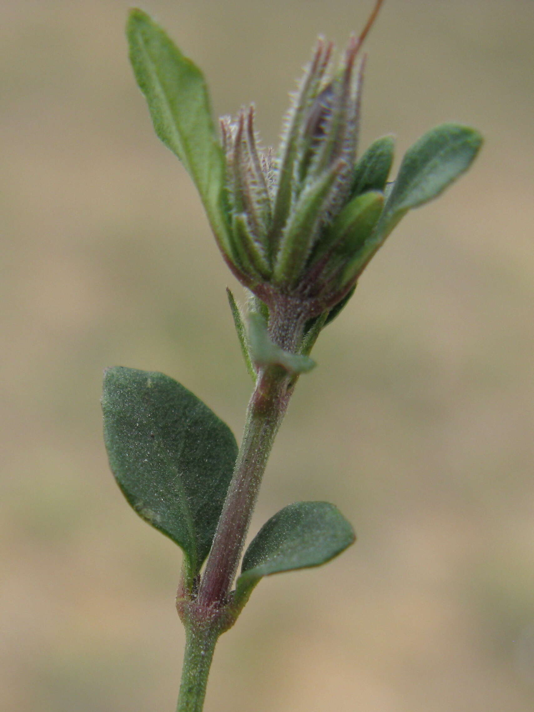 Sivun Brunoniella australis (Cav.) Bremek. kuva