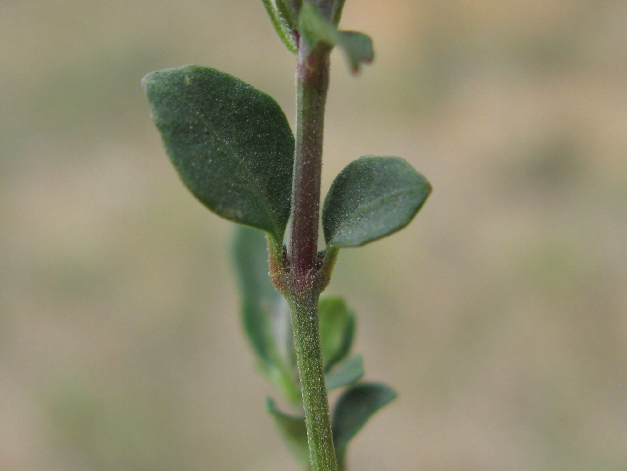 Sivun Brunoniella australis (Cav.) Bremek. kuva