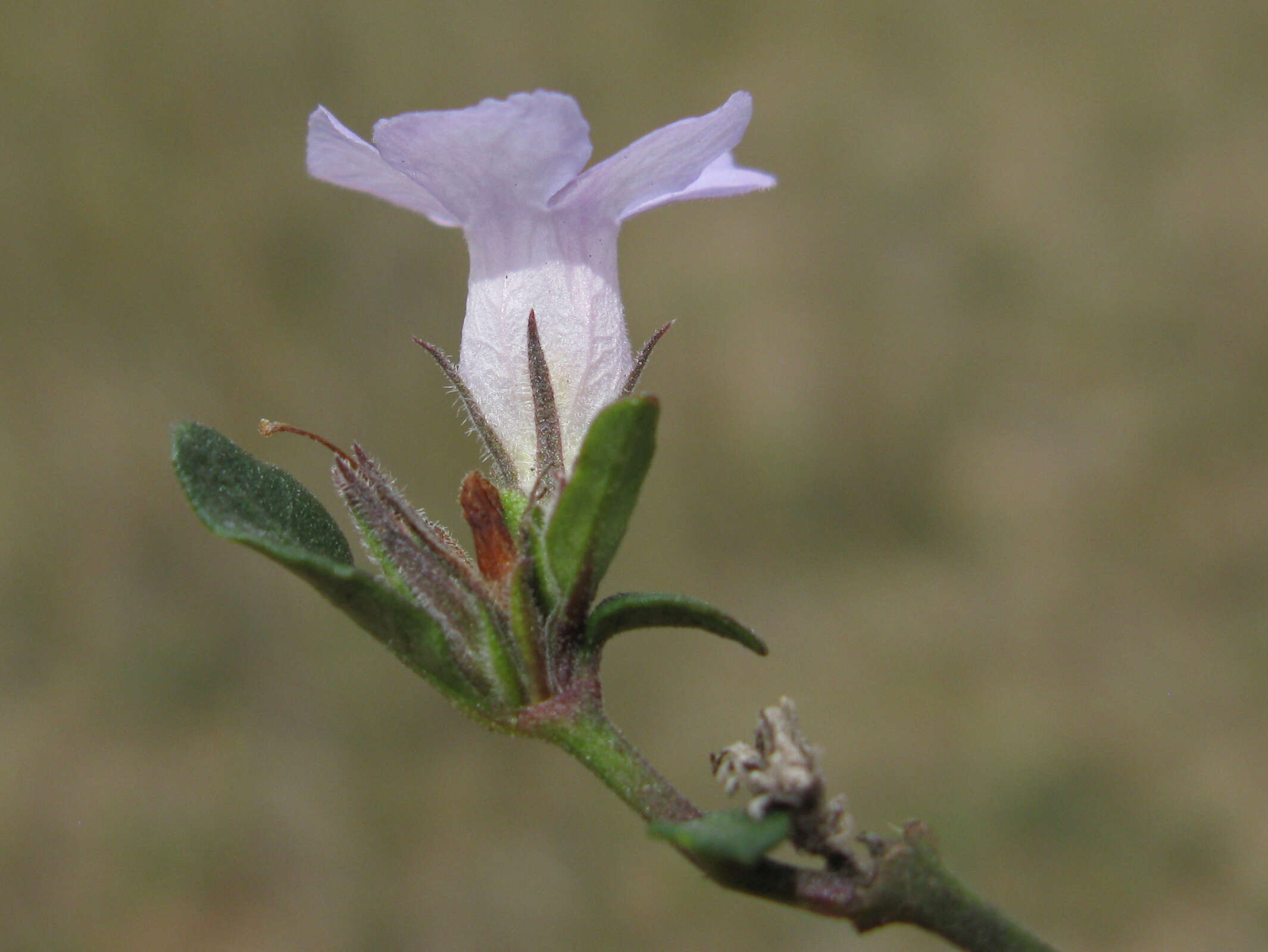 Sivun Brunoniella australis (Cav.) Bremek. kuva