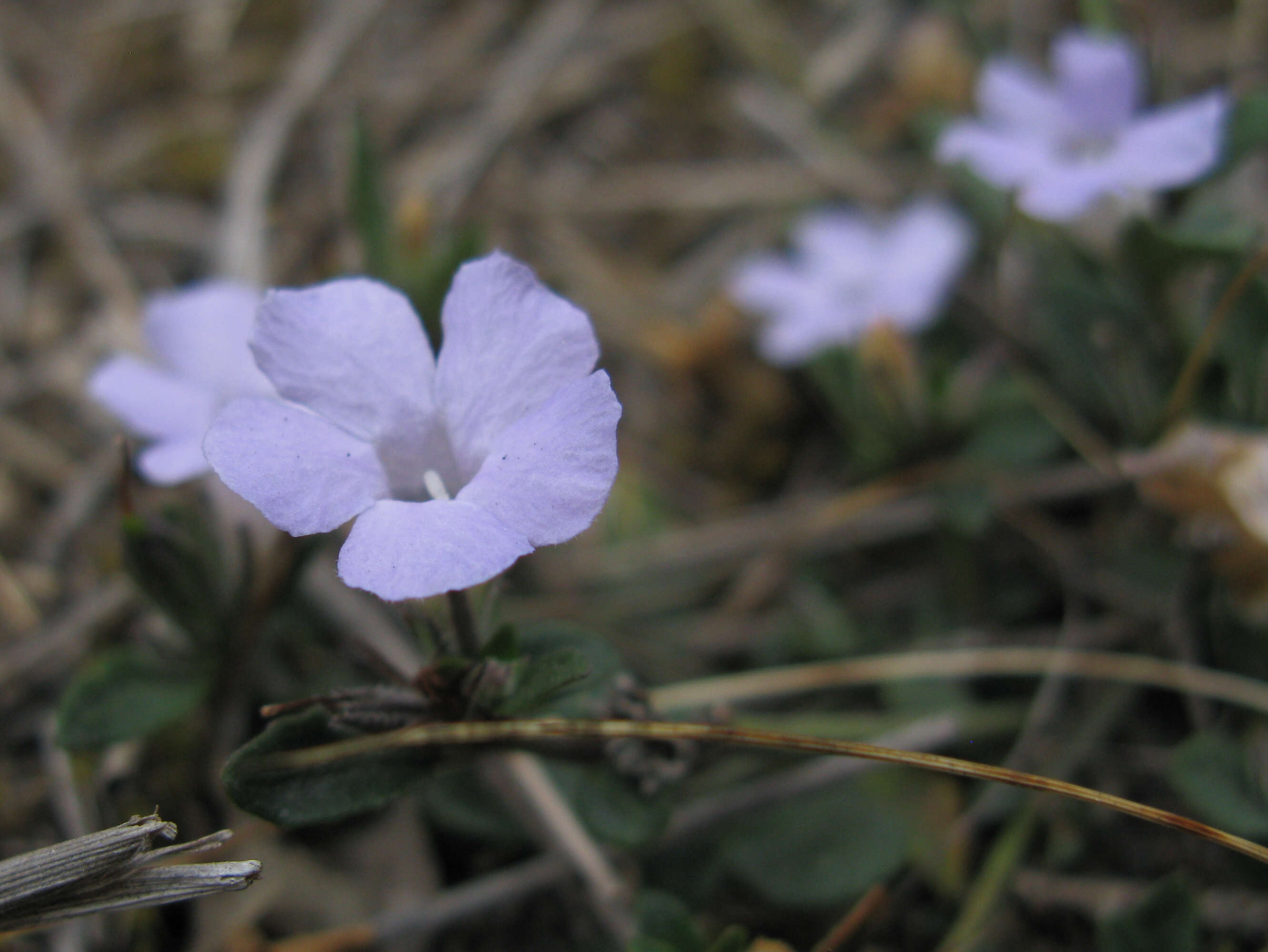 Sivun Brunoniella australis (Cav.) Bremek. kuva