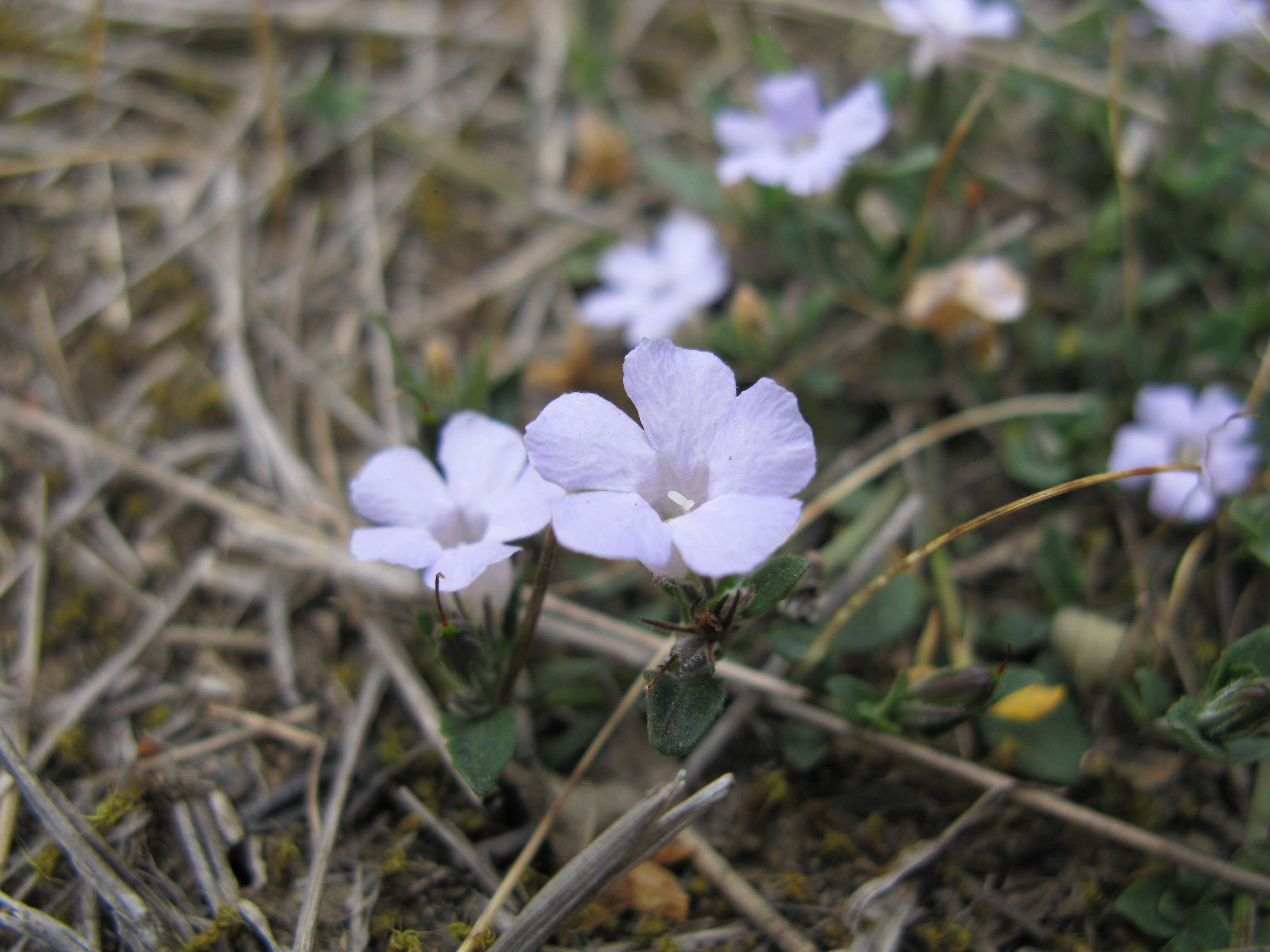 Sivun Brunoniella australis (Cav.) Bremek. kuva