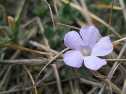 Sivun Brunoniella australis (Cav.) Bremek. kuva