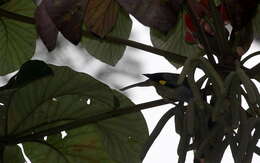 Image of Yellow-winged Tanager