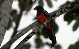 Imagem de Trogon massena Gould 1838