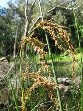 Image of Machaerina articulata (R. Br.) T. Koyama