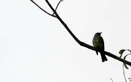 Image of Sulphur-bellied Flycatcher