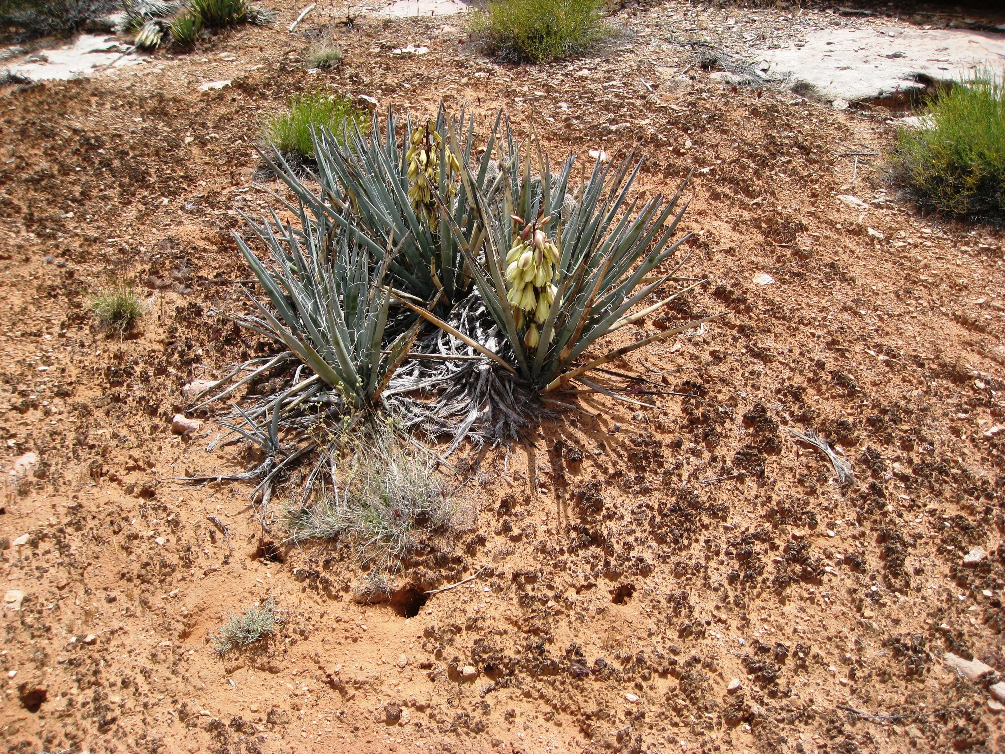 Yucca baccata Torr. resmi