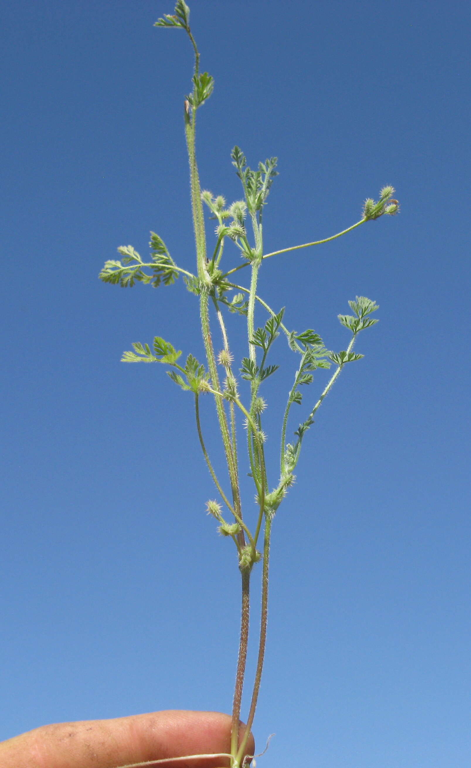 Imagem de Daucus glochidiatus (Labill.) Fischer, C. Meyer & Ave Lall.