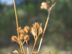 Imagem de Daucus glochidiatus (Labill.) Fischer, C. Meyer & Ave Lall.