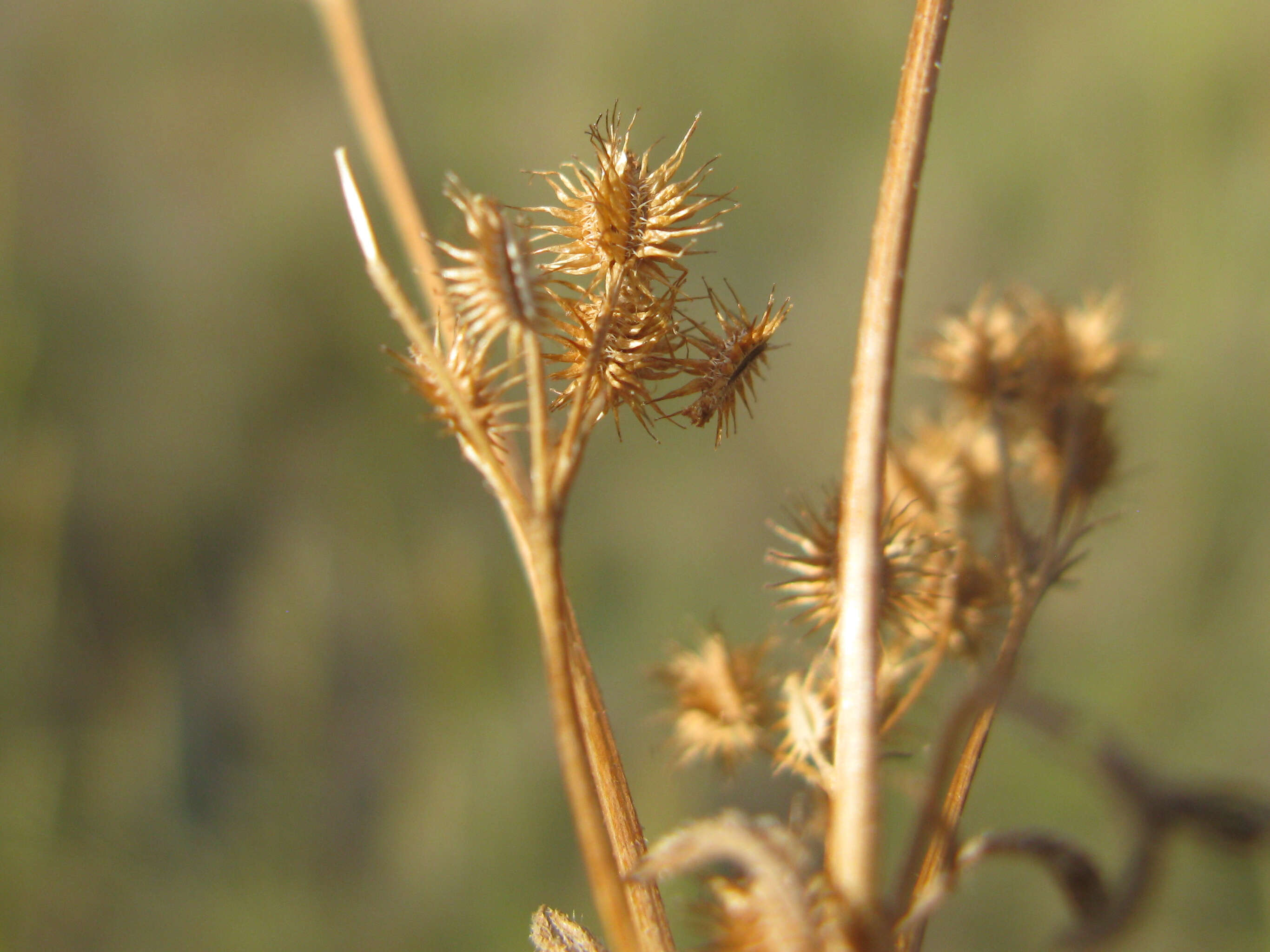 Imagem de Daucus glochidiatus (Labill.) Fischer, C. Meyer & Ave Lall.