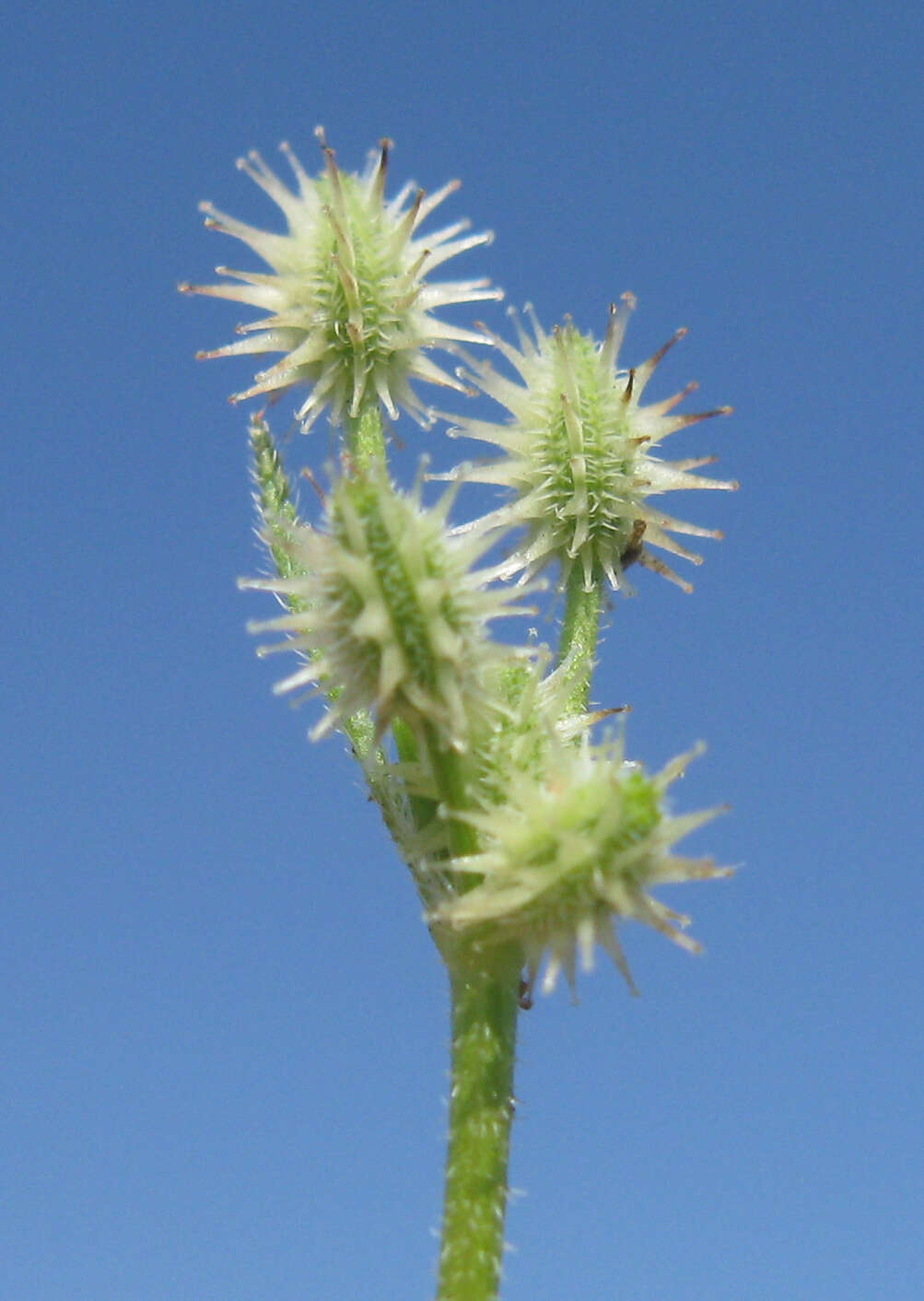 Imagem de Daucus glochidiatus (Labill.) Fischer, C. Meyer & Ave Lall.