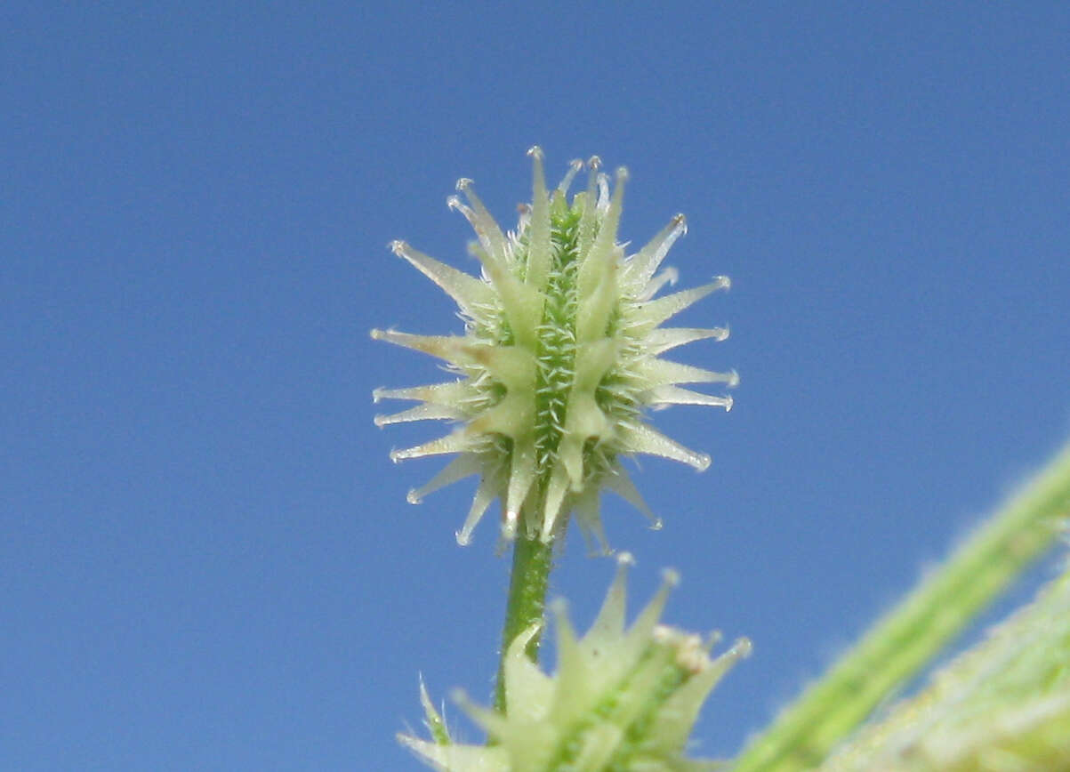 Image of Daucus glochidiatus (Labill.) Fischer, C. Meyer & Ave Lall.