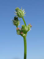 Imagem de Daucus glochidiatus (Labill.) Fischer, C. Meyer & Ave Lall.