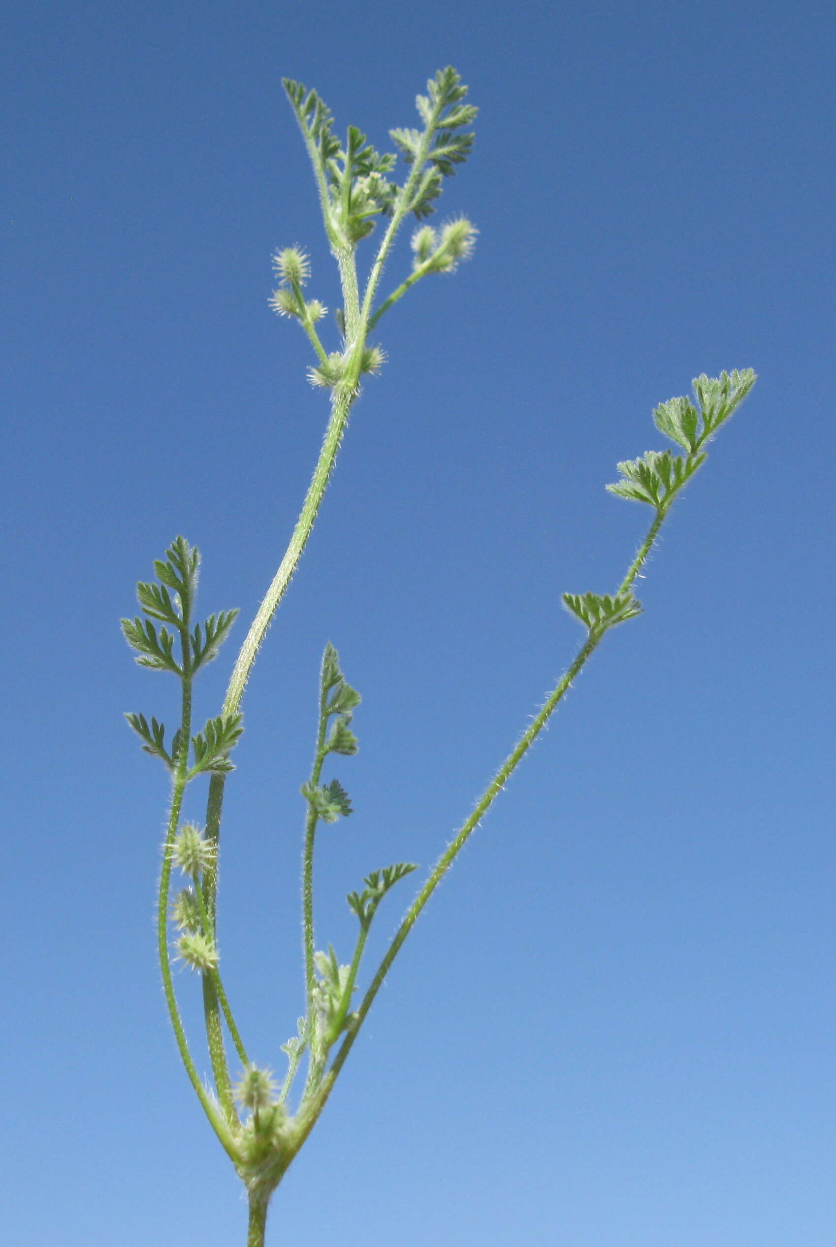 Imagem de Daucus glochidiatus (Labill.) Fischer, C. Meyer & Ave Lall.