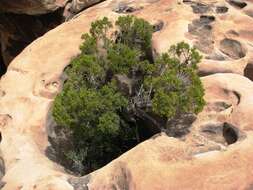 Image of Bigberry Juniper