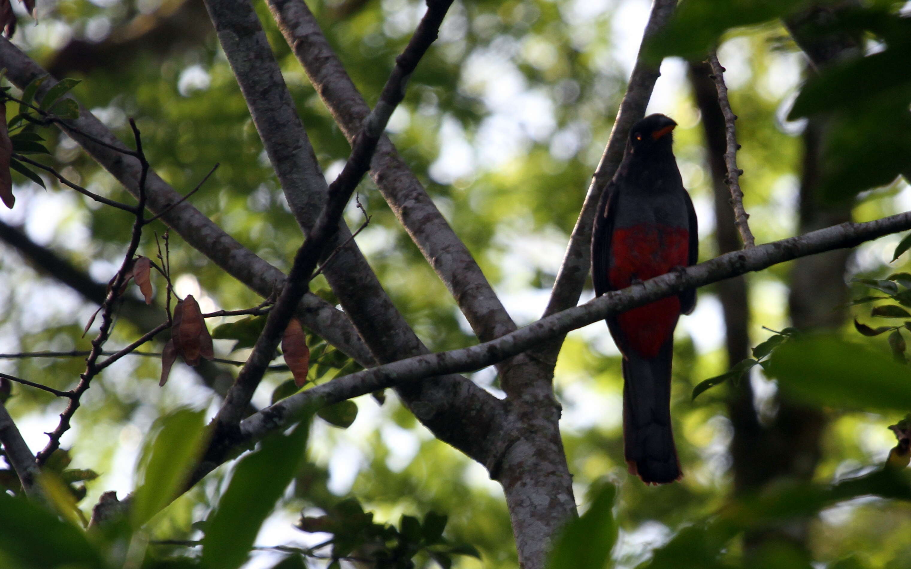 Imagem de Trogon massena Gould 1838