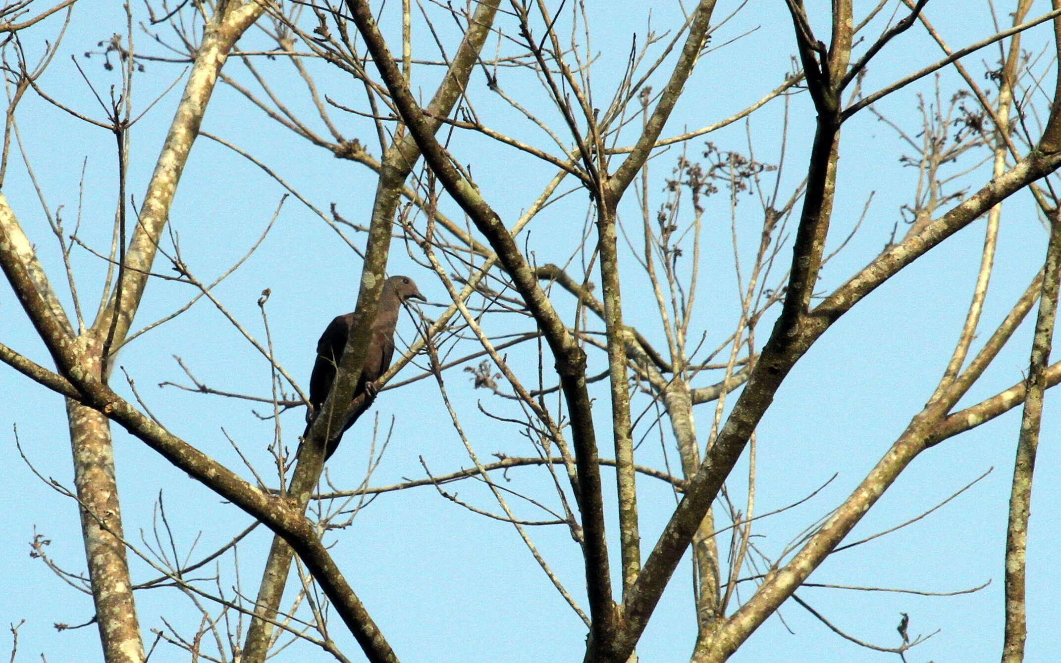 Patagioenas nigrirostris (Sclater & PL 1860) resmi