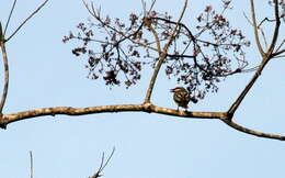 Image of Sulphur-bellied Flycatcher