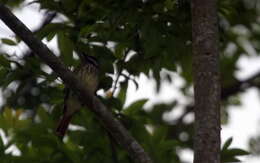 Image of Sulphur-bellied Flycatcher