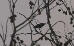 Image of Yellow-winged Tanager