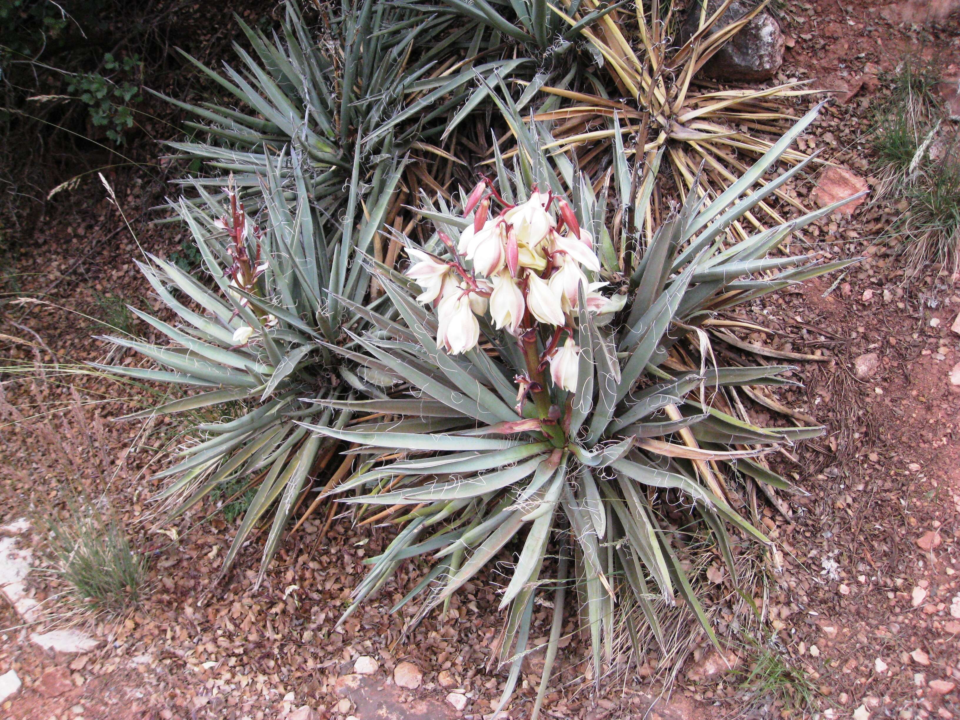 Yucca baccata Torr. resmi