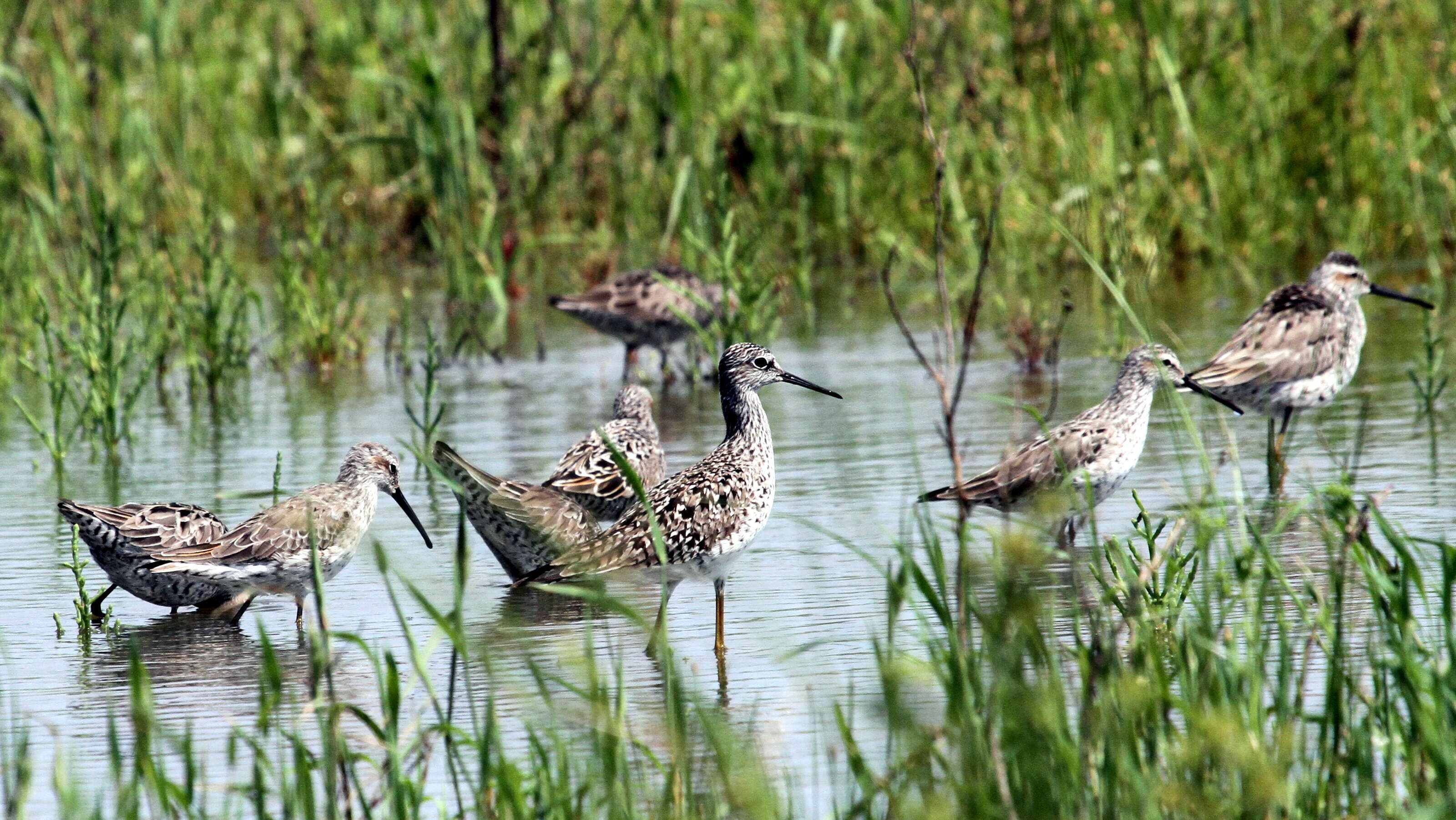 Image of Stilt Sandpiper