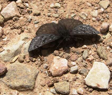 Image of Rocky Mountain Duskywing