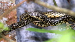 Image of Speckled Kingsnake