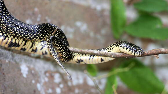 Image of Speckled Kingsnake