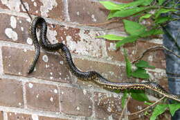 Image of Speckled Kingsnake