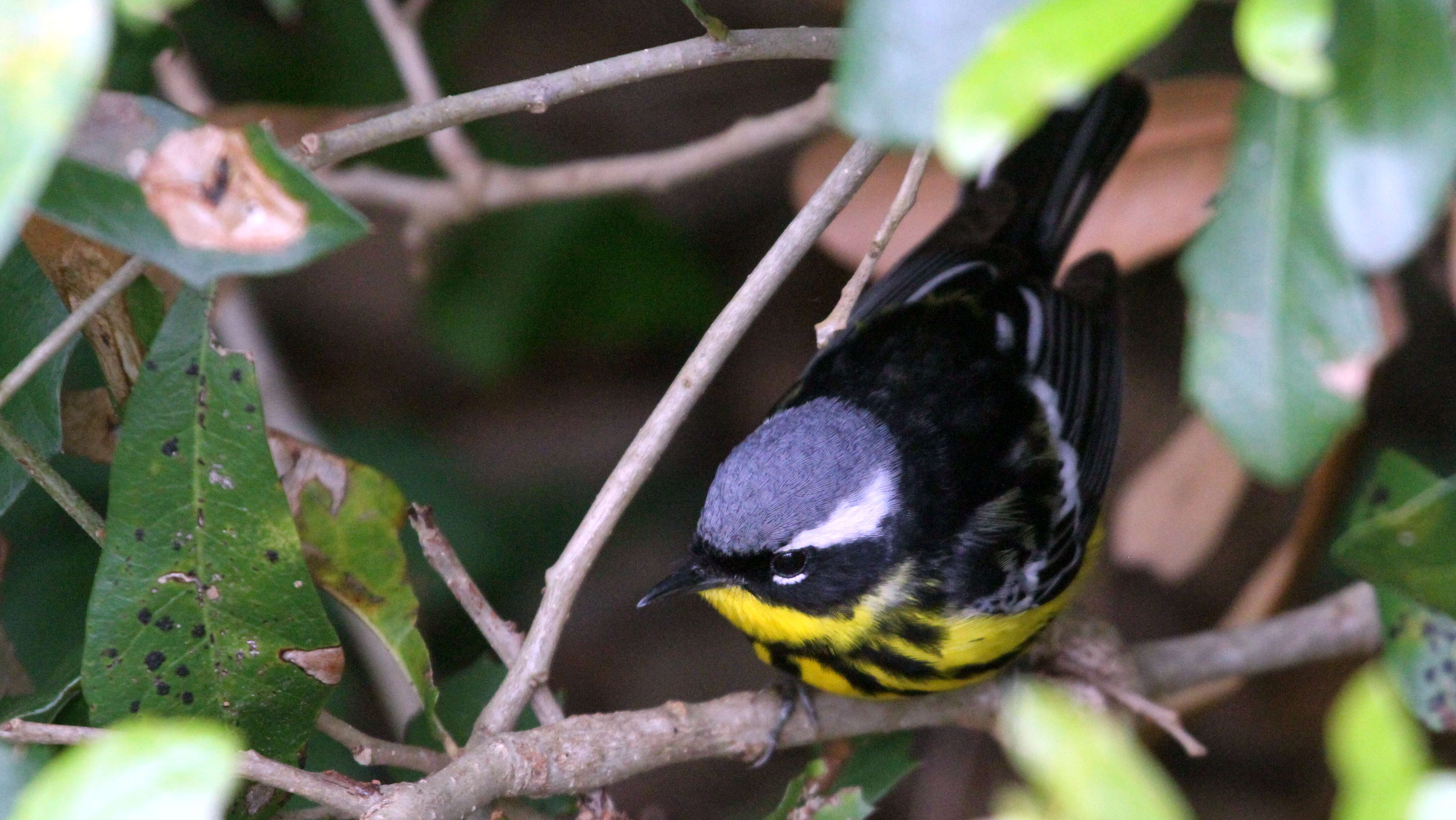 Image of Magnolia Warbler