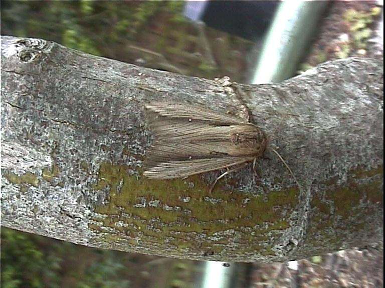 Image de Leucania stenographa