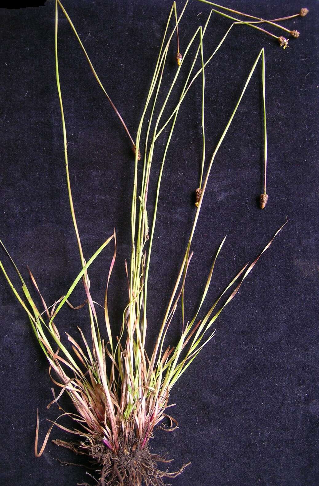 Image of Hawai'i yelloweyed grass