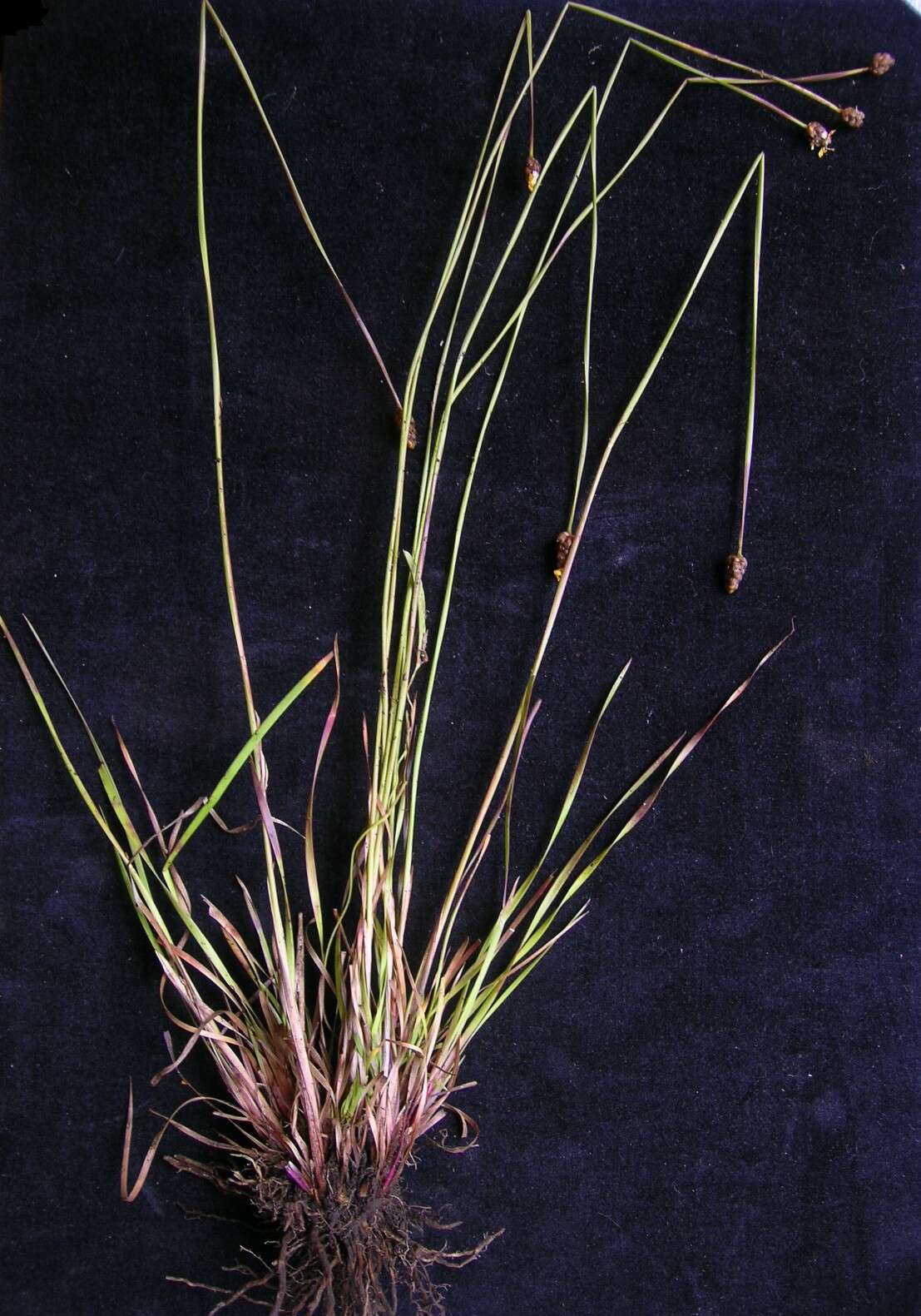 Image of Hawai'i yelloweyed grass