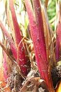 Image of Hawai'i yelloweyed grass