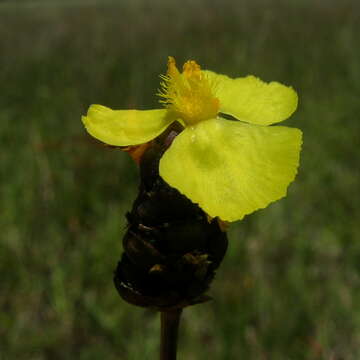 Image of Hawai'i yelloweyed grass