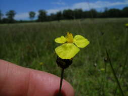 Image of Hawai'i yelloweyed grass