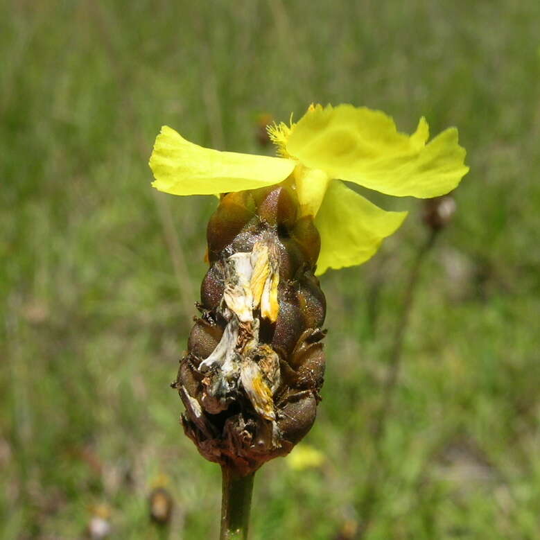 Image of Hawai'i yelloweyed grass