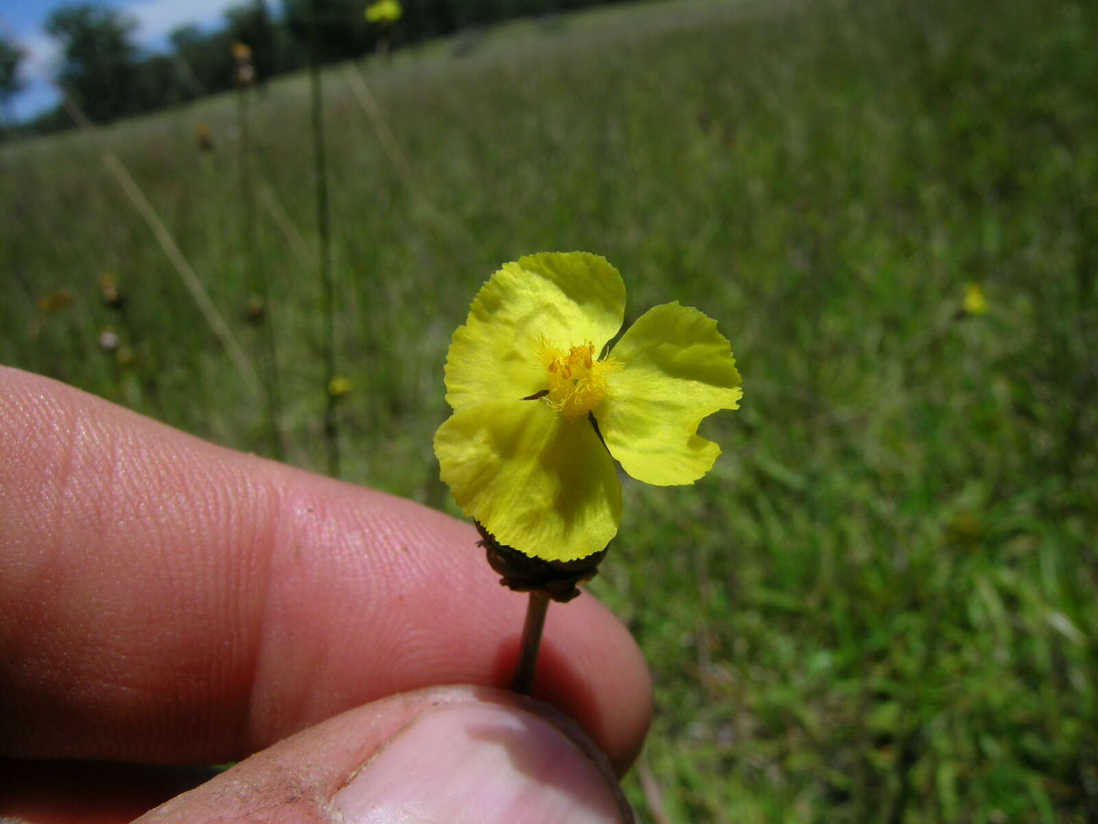 Image of Hawai'i yelloweyed grass