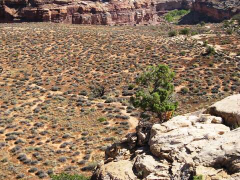 Image of Bigberry Juniper