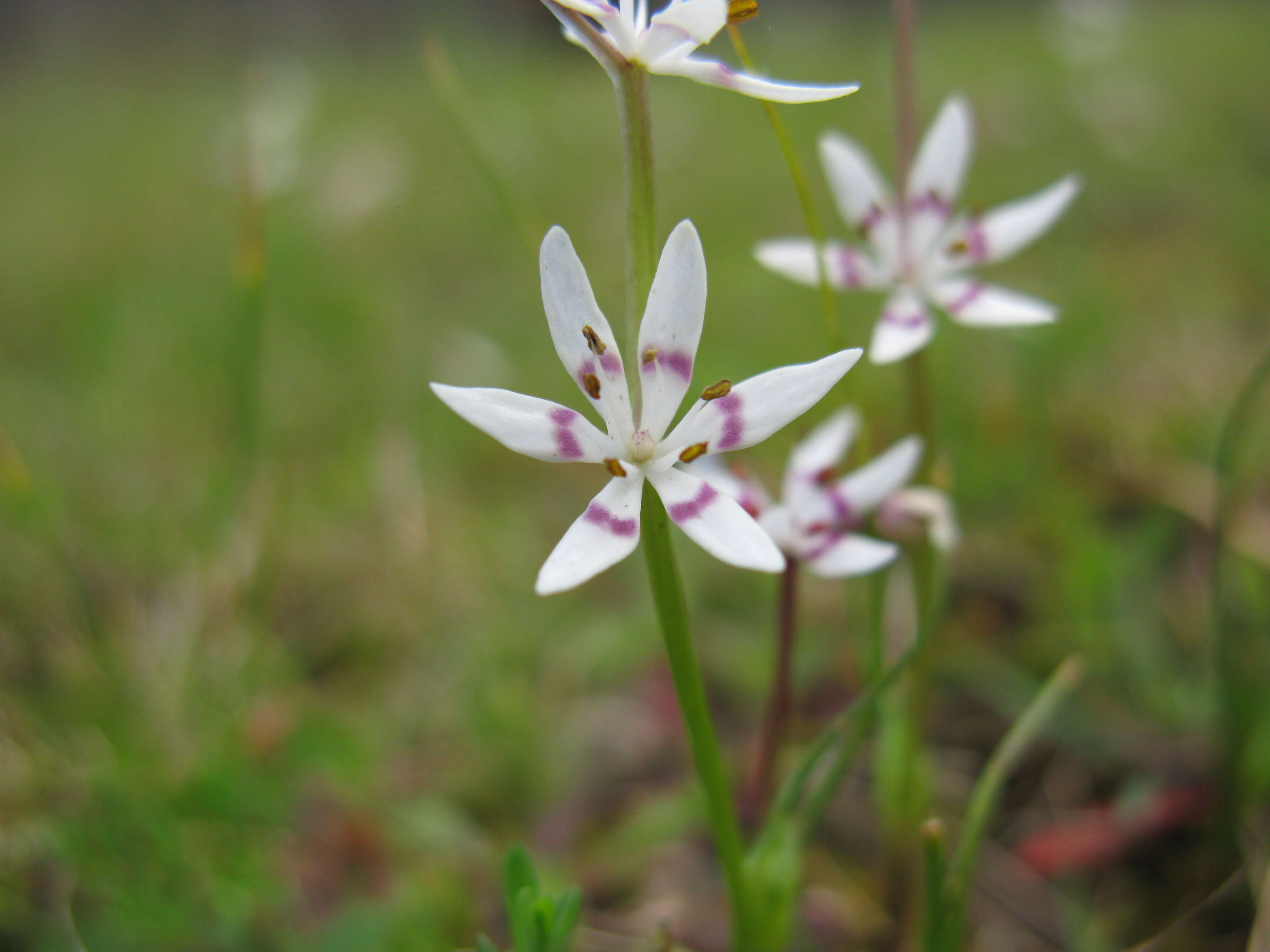 Image of Common Early Nancy