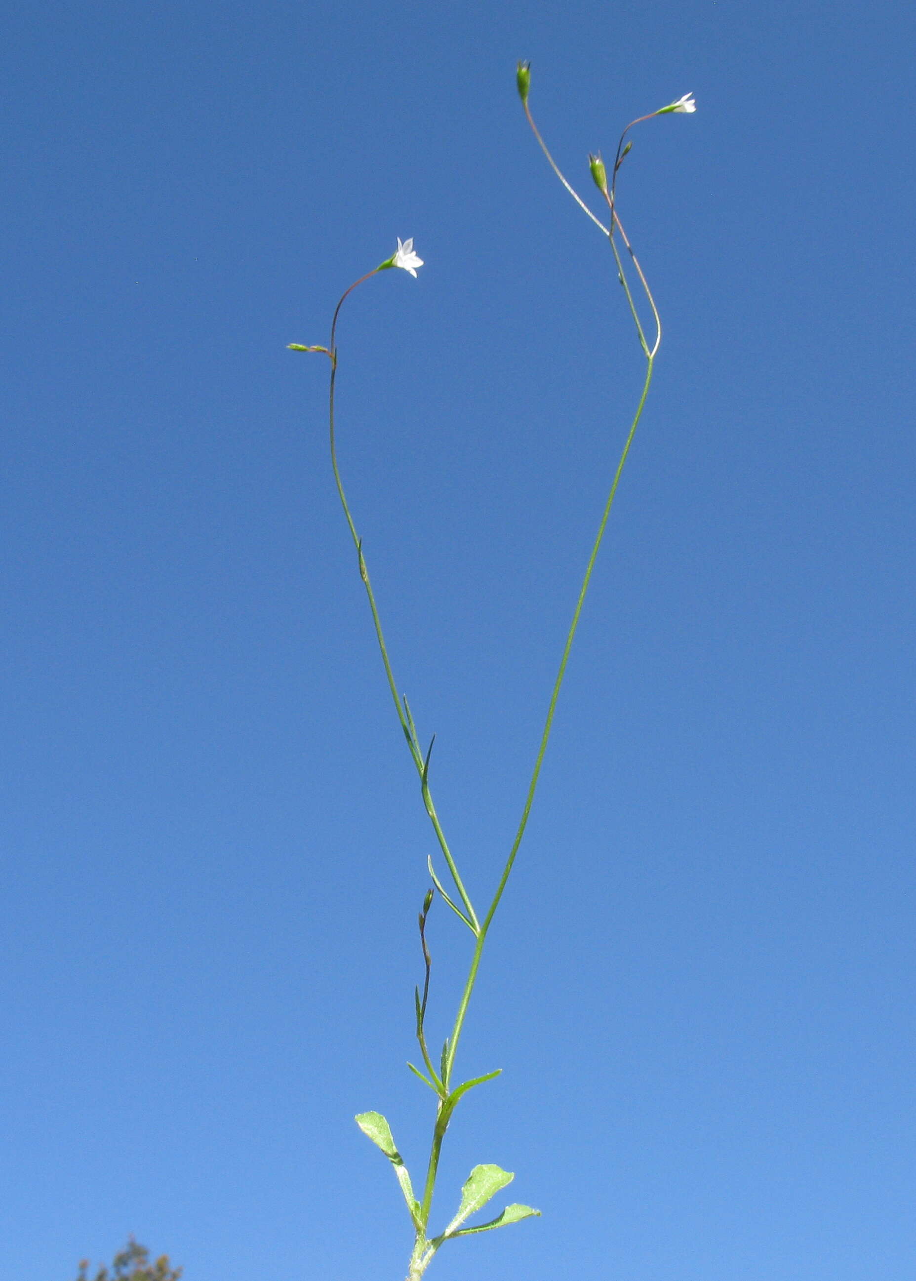 Imagem de Wahlenbergia gracilis (G. Forst.) A. DC.