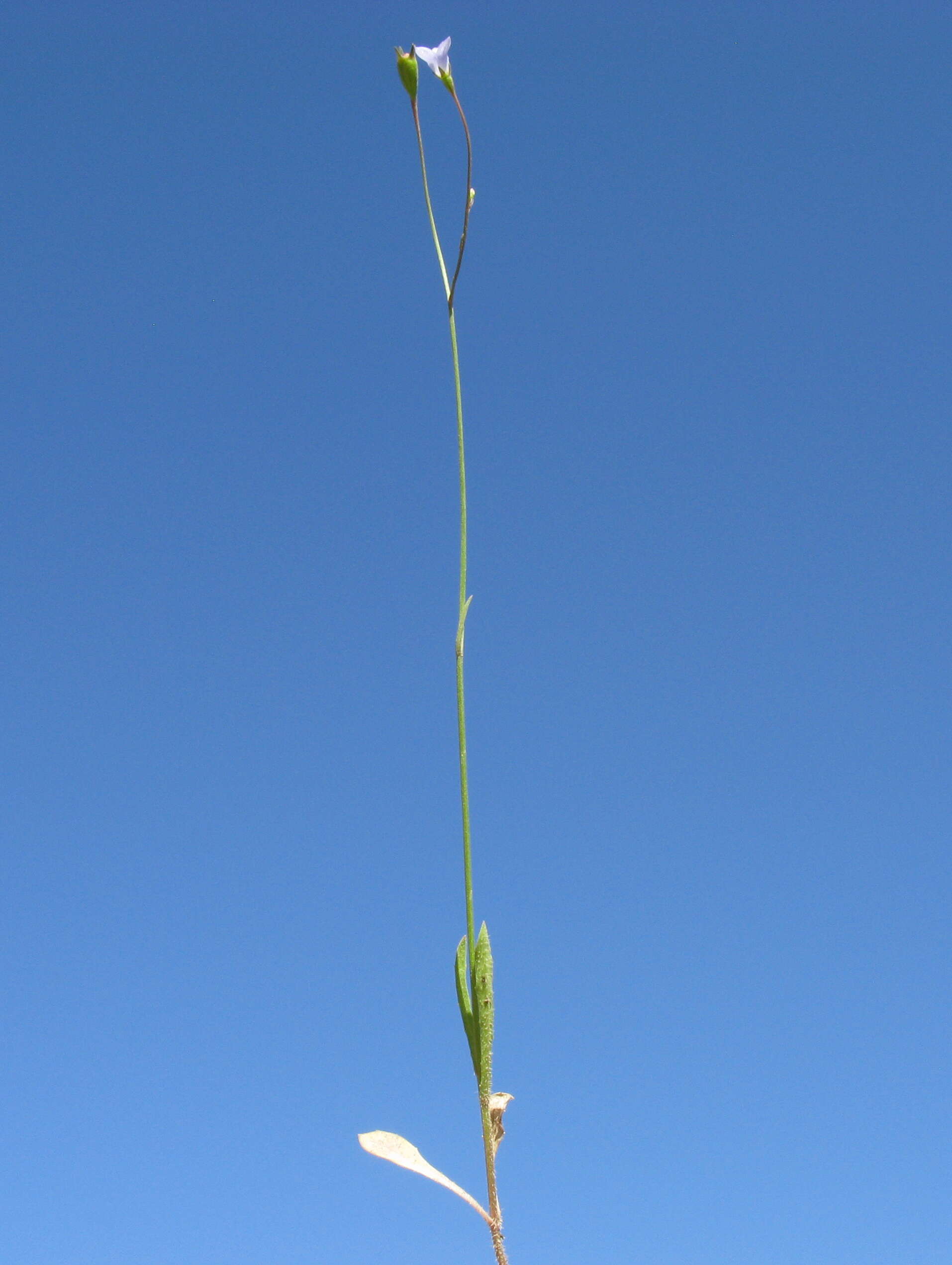 صورة Wahlenbergia gracilis (G. Forst.) A. DC.